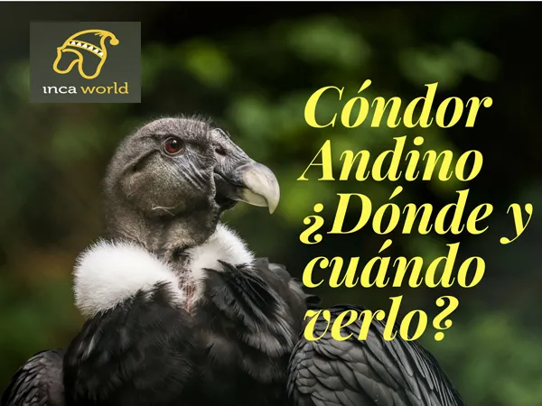 Cóndor Andino ¿Dónde y cuándo verlo?